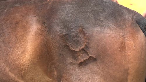 Close Up of Branded Brown Horse