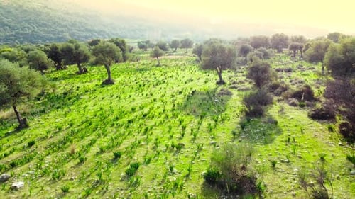 Mediterrane Landschaftsdrohne fliegt langsam durch Olivenbäume Schöne Natur Blick auf Green Grove