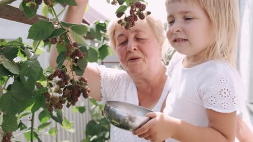 Little Girl in Grandmother's Hands Picking Berries in the Garden