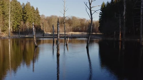 Drone Flight Over Tranquil Forest Lake