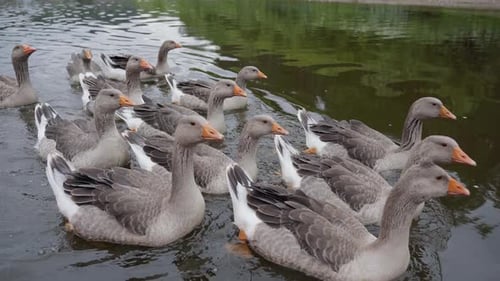 Wild White Geese Swim To Meet Along the Southern Ural River