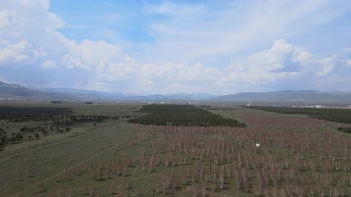 trees landscape spring