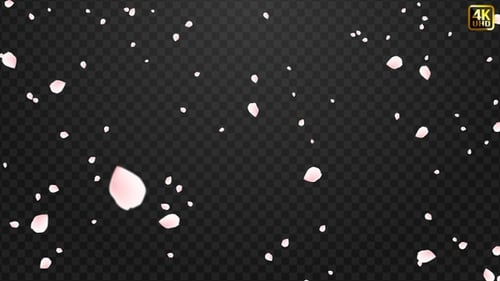 Sakura | Kirschblüte