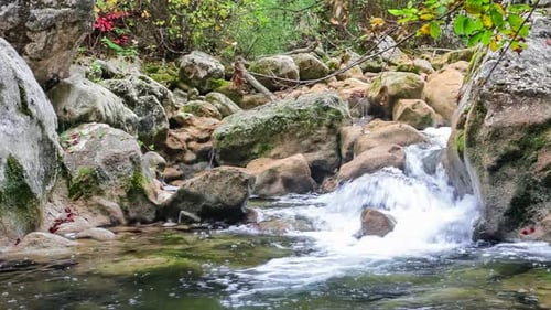 Stream correndo rápido na floresta verde de verão