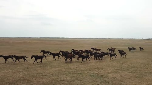 Wild Horses Running Freely Across Open Grassland