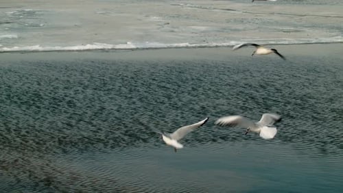 Seagulls 6
