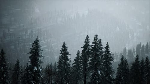 Snowy Winter Forest with Falling Snow and Camera Movement