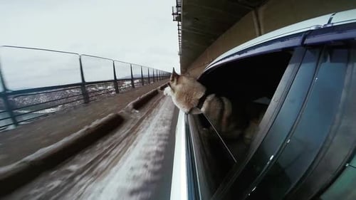 The Dog Looking at the World From a Car Window. The Car Go Slow on a Snow Road