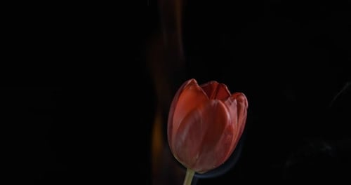Brennende Blume.