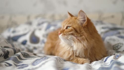 Long-Haired Orange Cat Lying on Blanket