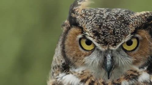 Negative space great horned owl on forest background