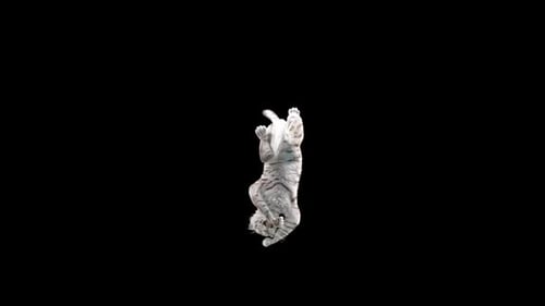 White Tiger Dancing HD