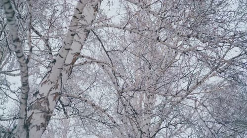 Birch Grove with Branches Covered with Snow After Snowfall