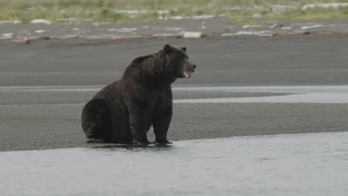 Brown Bear Sitting on Coastal Beach and Enters Water
