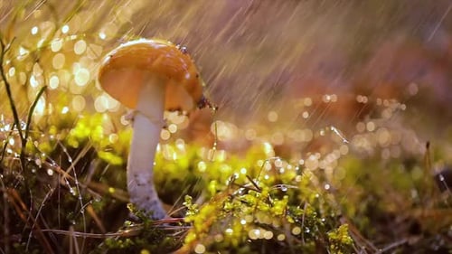Amanita Muscaria, Fly Agaric Mushroom In a Sunny Forest in the Rain