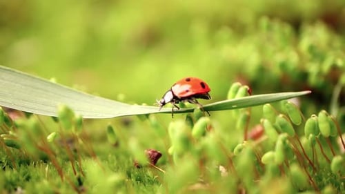 Close-up Wildlife of a Ladybug in the Green Grass in the Forest