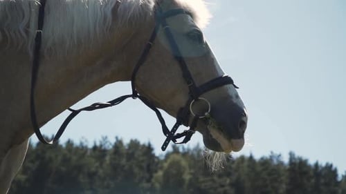 Caballo marrón con melena blanca en diadema tipo snaffle mastica hierba en un día soleado