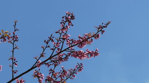 Cherry Blossoms Blooming on Branches Against Blue Sky