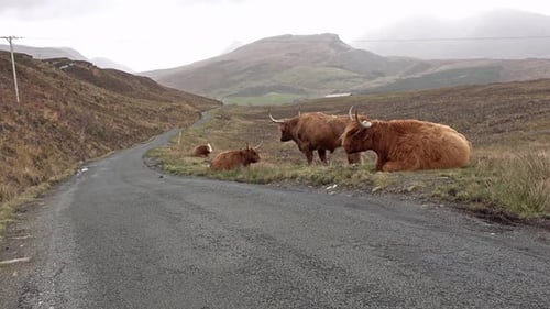 Scottish Highland Cattle Next To Single Track Road on the Isle of Skye - Scotland