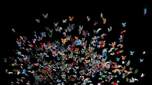 Schmetterling 4K
