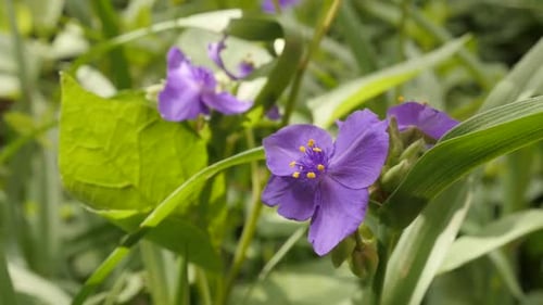 Beautiful purple spiderwort flower close-up 1920X1080 HD footage - Slow motion of Tradescantia virgi