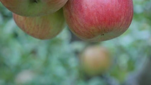 Close up of Ripe Apples on Tree Branch