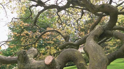 Árbol seco con ramas retorcidas