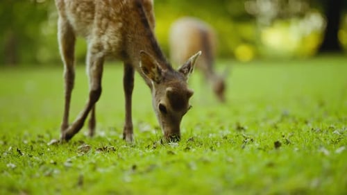 Young Deer Grazing Green Grass In Forest Clearing