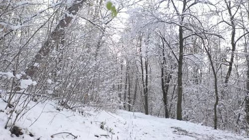 Snowed path in the woods slow pan 4K drone video