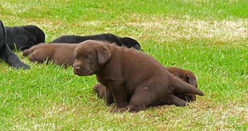 Labrador Retriever, schwarze und braune Welpen auf dem Rasen, Normandie, 4K Zeitlupe