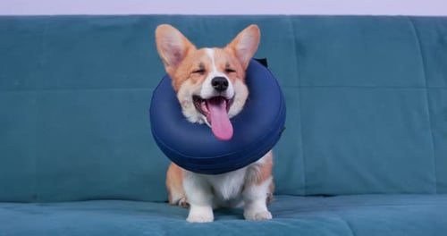 Chiot Welsh Corgi Pembroke avec collier gonflable protecteur autour du cou ou oreiller en mousse