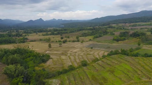 Aerial top view of dry paddy rice terraces, green agricultural fields in countryside or rural area,