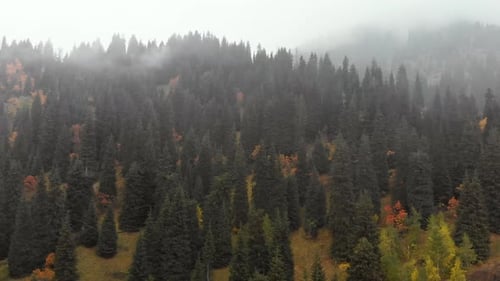 Autumn Foggy Forest Aerial Drone Fligth View
