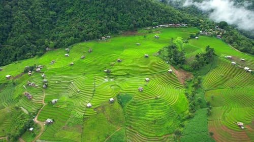 Drone sobrevoando um campo de terraços de arroz verde na zona rural