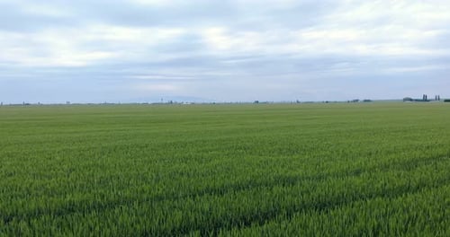 Bird's Eye View Of Vast Farmland Of Wheat Plants Under The Cloudy Sky. aerial, pullback