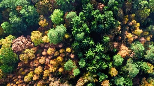 Top down view of multicolored autumn forest, view from above