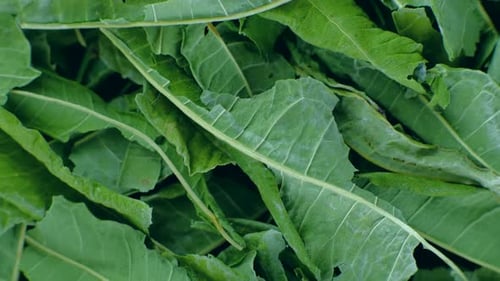Closeup Dried Green Tea Leaves Rotating 360 Top View
