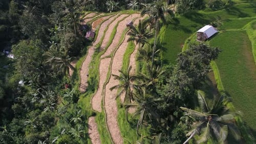 Aerial view of green rice fields in the jungle of Bali, Indonesia