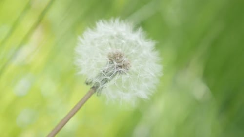 Auf dem Feld Taraxacum Blume grün natürlicher Hintergrund 4K 3840X2160 UHD-Aufnahmen - Einsamer Löwenzahn f