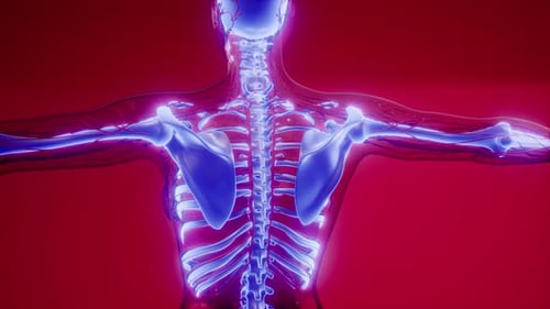 Futuristic Human Anatomy with Glowing Skeleton and Circulatory System