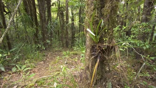 Forêt primitive verte