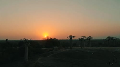 Drohnenaufnahme des Sonnenuntergangs an der Avenue of Baobab auf Madagaskar