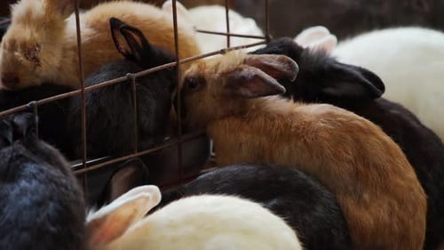 group of rabbit eating fruit in farm
