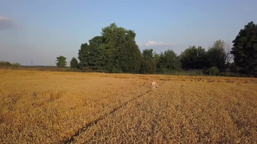 Beauty Girl Running on Yellow Wheat Field. Freedom Concept. Happy Woman Outdoors. Harvest. Aerial