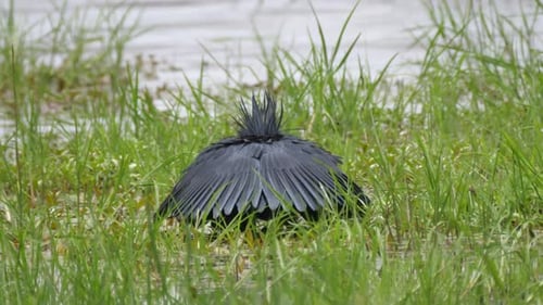 Black Heron Umbrella Fishing Technique in Natural Habitat