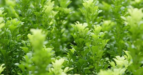 Planta verde com brisa