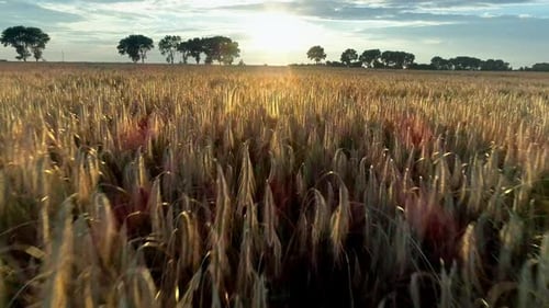 Campo de trigo