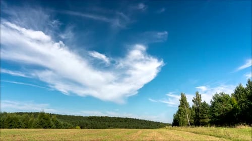 Forest meadow.