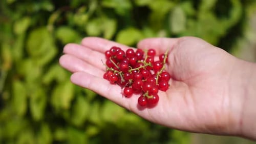 Hand Holding Freshly Picked Red Currants in Sunlight