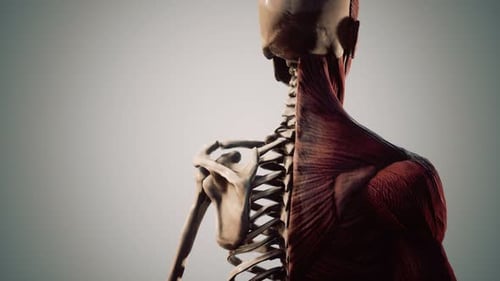 Human Body Anatomy Scan: Skeleton to Muscle Reveal